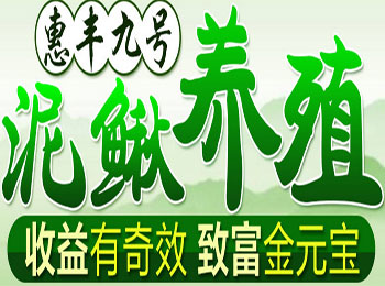 惠丰九号泥鳅养殖加盟